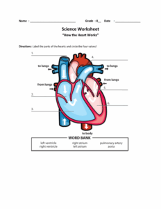 Parts Of The Heart Labeled Worksheet