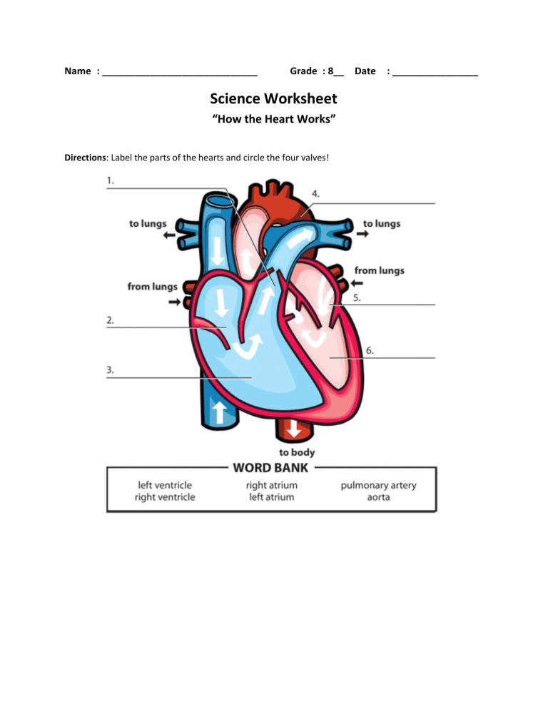 Parts Of The Heart Labeled Worksheet