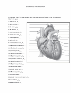 Parts Of The Heart Worksheet