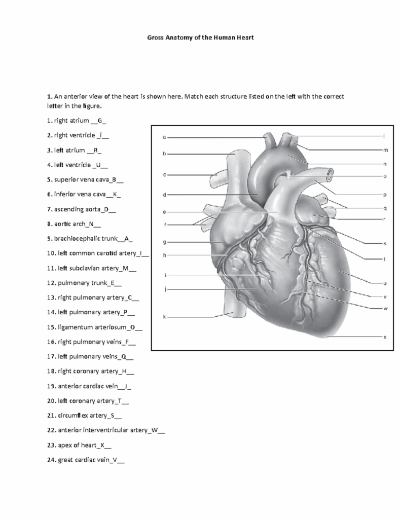 Parts Of The Heart Worksheet