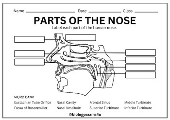 Parts Of The Nose Labeling Worksheet Crossword And Word Search TPT