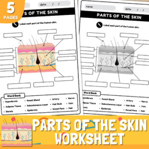 Parts Of The Skin Diagram Worksheet Anatomy Of The Skin By