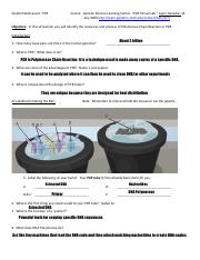 PCR Lab Sheet With Answers docx Student Web Quest PCR Source 