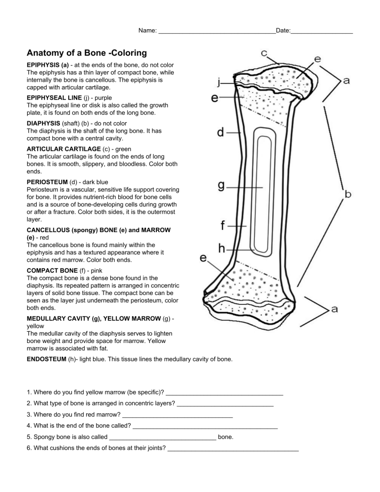  PDF Anatomy Of A Bone Coloring Answers Solution Bone Anatomy 