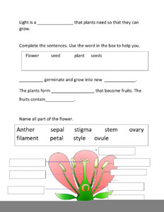 Pearson Science Zoology Grade 4 Worksheet Scienceworksheets