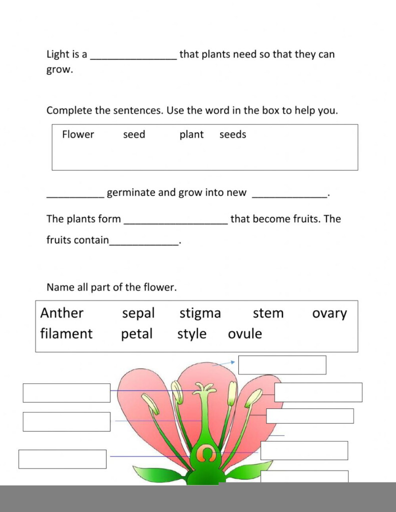 Pearson Science Zoology Grade 4 Worksheet Scienceworksheets