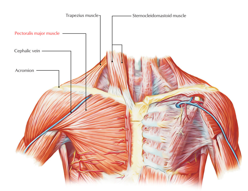 Pectoral Region Muscles Anatomy Earth 39 s Lab