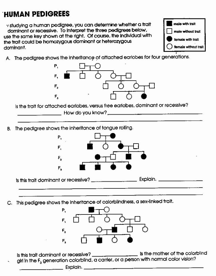 Pedigree Chart Genetics Worksheets