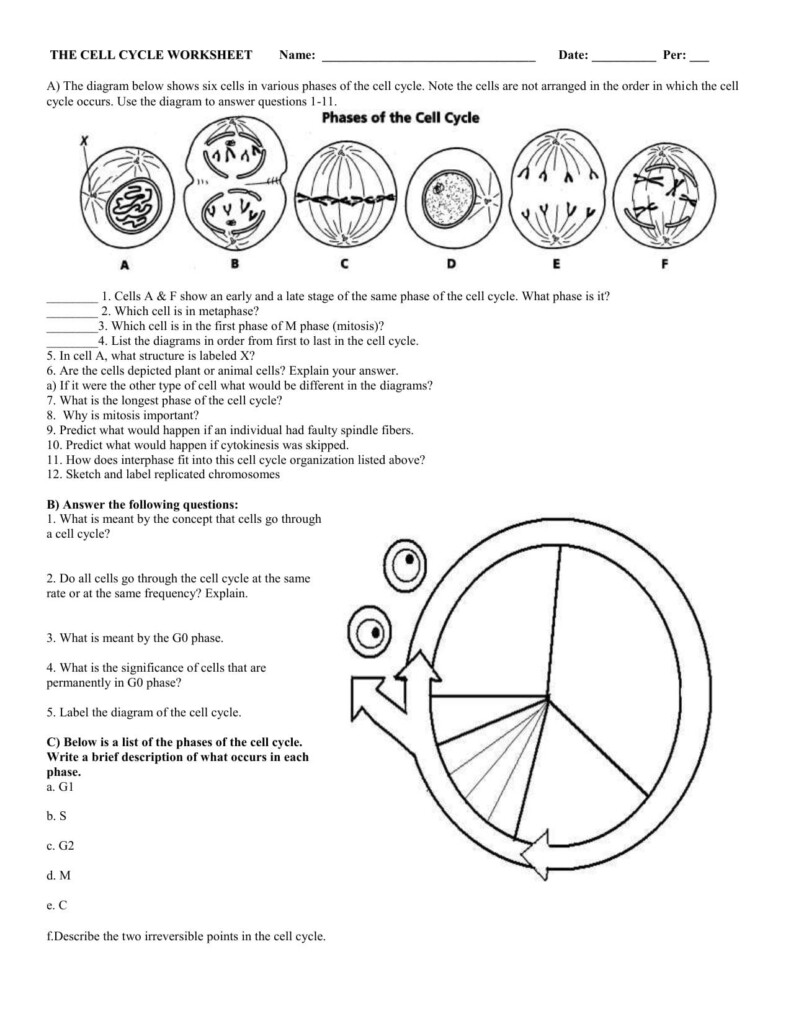 Phases Of The Cell Cycle Worksheets