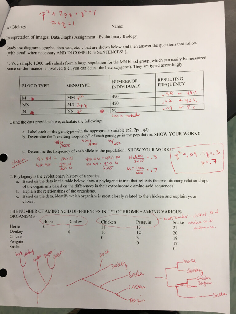 Phylogenetic Trees Pogil Worksheet Answer Key Athens Mutual Student 