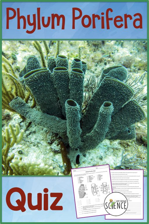 Phylum Porifera Worksheet