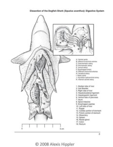 Pin On Sharks