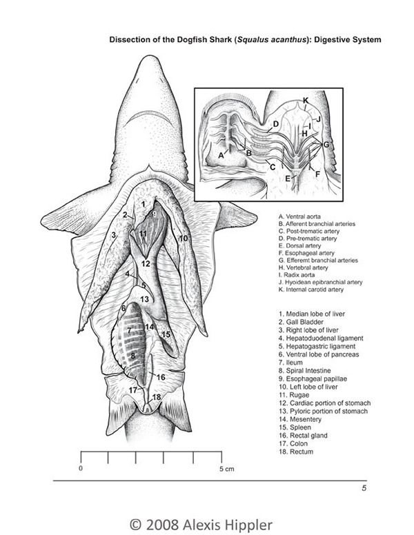 Pin On Sharks