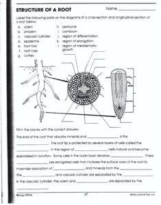 Plant Anatomy Worksheet Answers Anatomy Worksheets