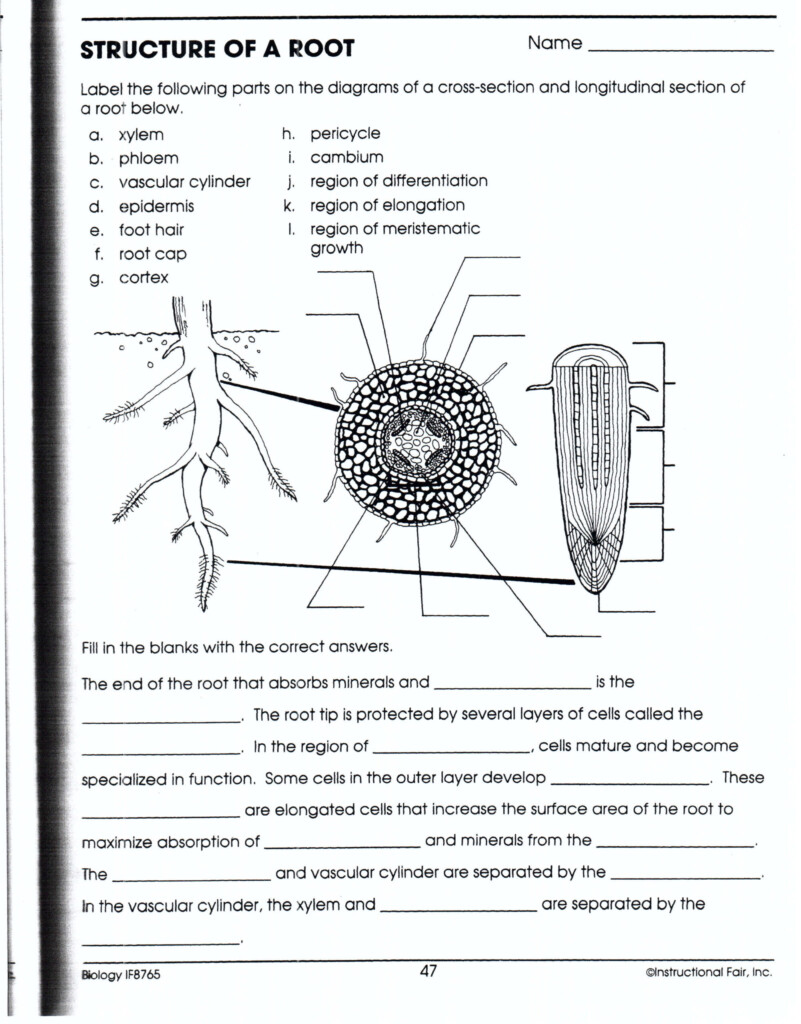 Plant Anatomy Worksheet Answers Anatomy Worksheets