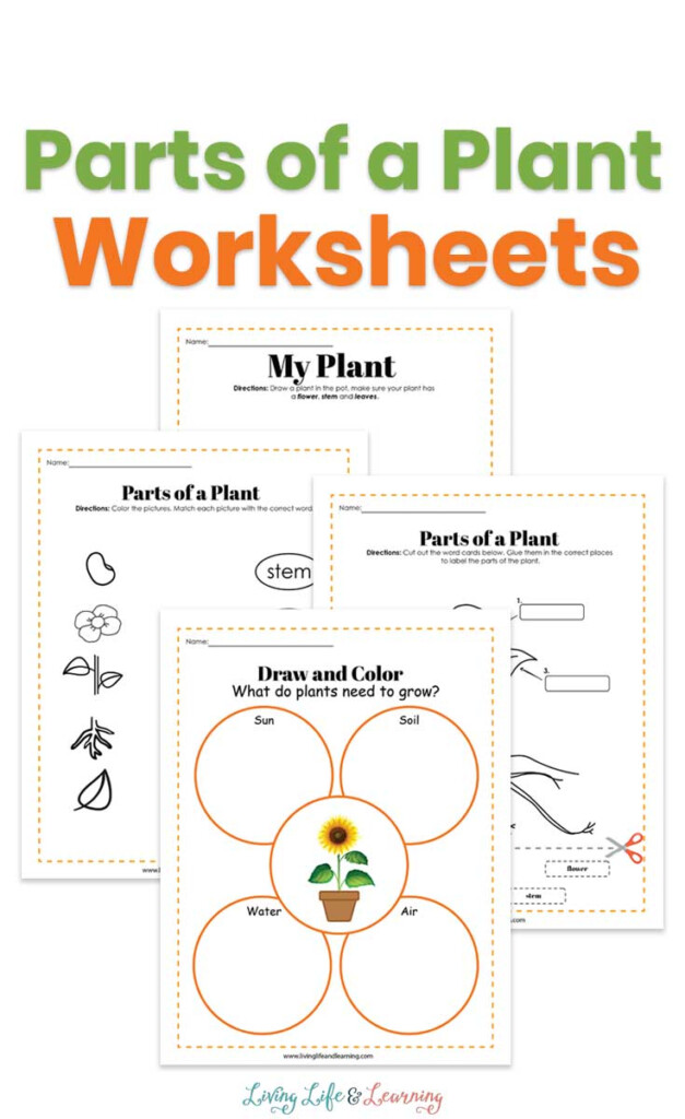 Plant Parts Worksheet