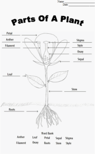 Plant Structure And Function Worksheet