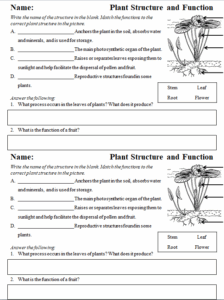 Plant Structure And Function Worksheet 4th Grade Work Vrogue co