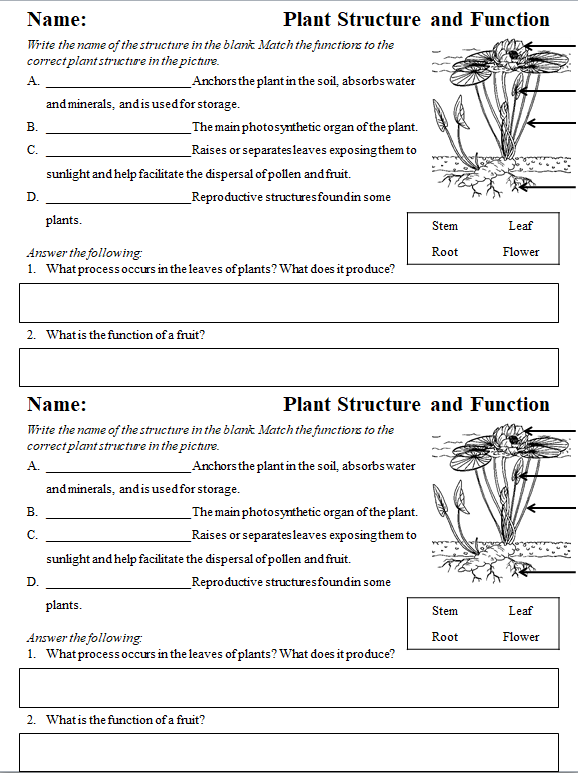 Plant Structure And Function Worksheet 4th Grade Work Vrogue co