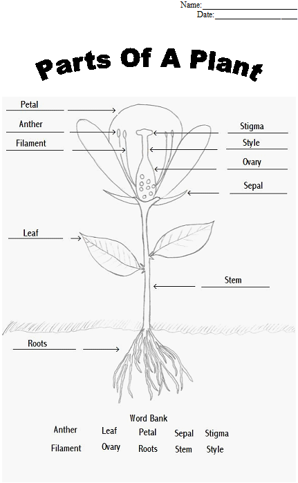 Plant Structure And Function Worksheet