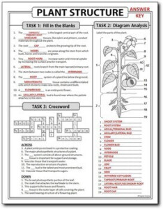 Plant Structure Homework Review Worksheet Test Prep Print Distance