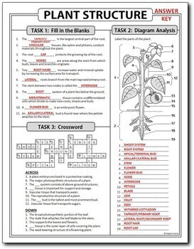 Plant Structure Homework Review Worksheet Test Prep Print Distance 