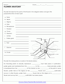 Plant Worksheets Worksheets Library