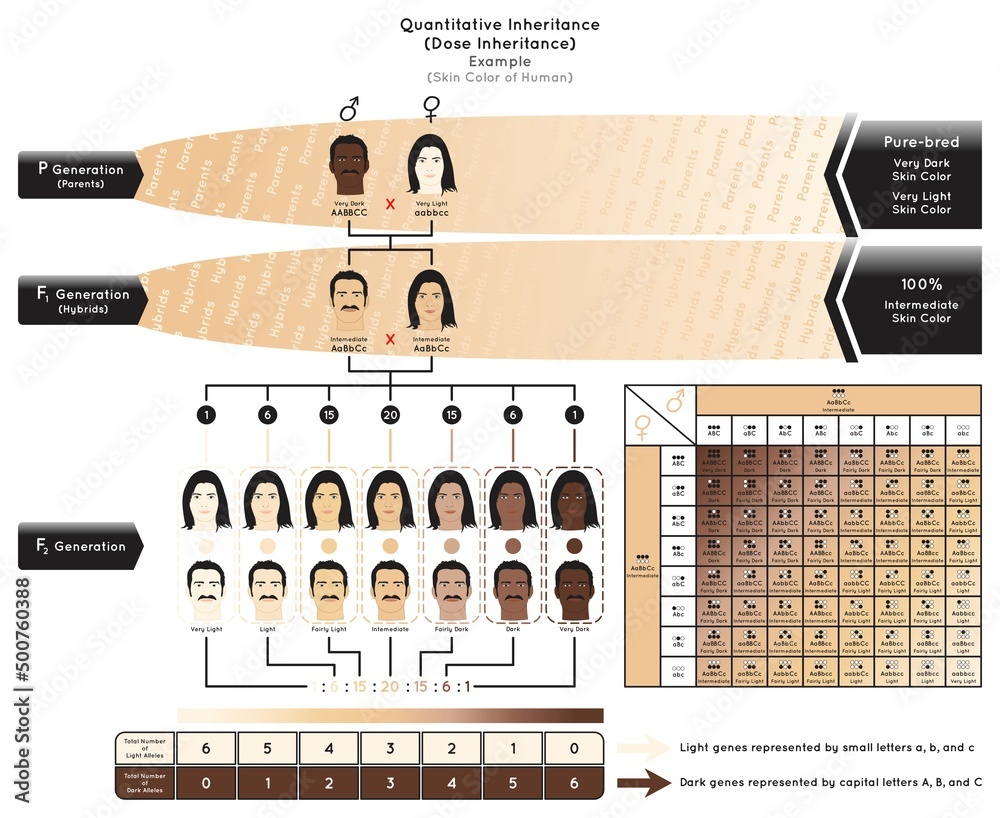Polygenic Inheritance Skin Colour