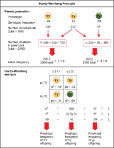 Population Genetics The Hardy Weinberg Principle Biological Principles