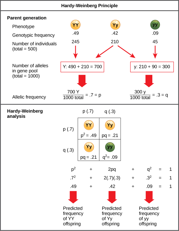 Population Genetics The Hardy Weinberg Principle Biological Principles