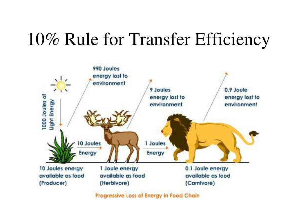 PPT Ecosystem Ecology PowerPoint Presentation Free Download ID 1019041