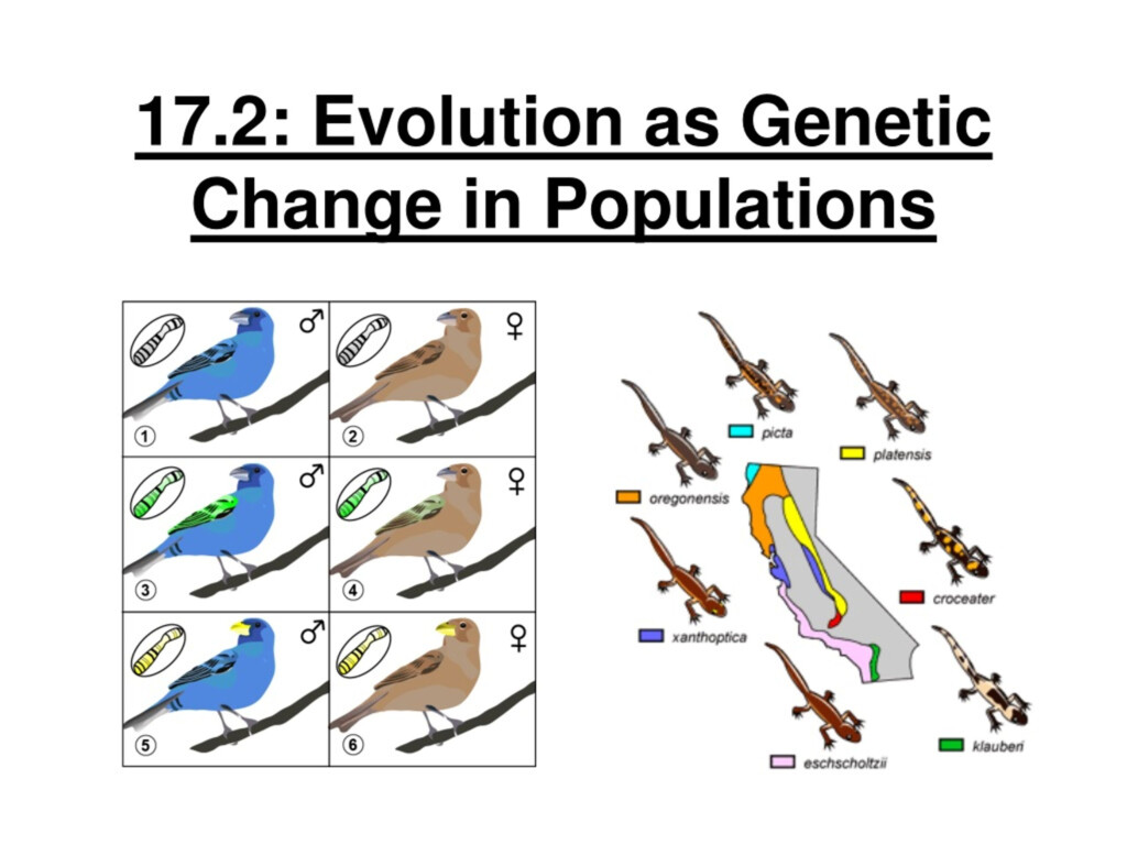 PPT Exploring Evolutionary Processes Genes Selection And Variation 