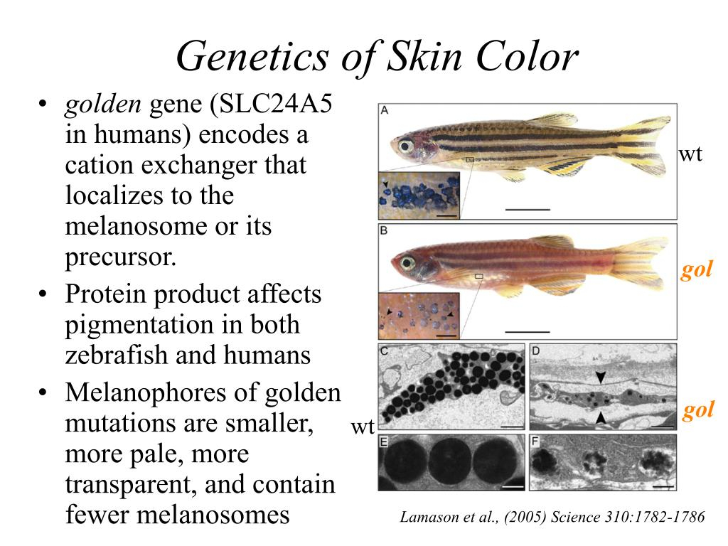 PPT Finding Genes Controlling Complex Phenotypes PowerPoint 