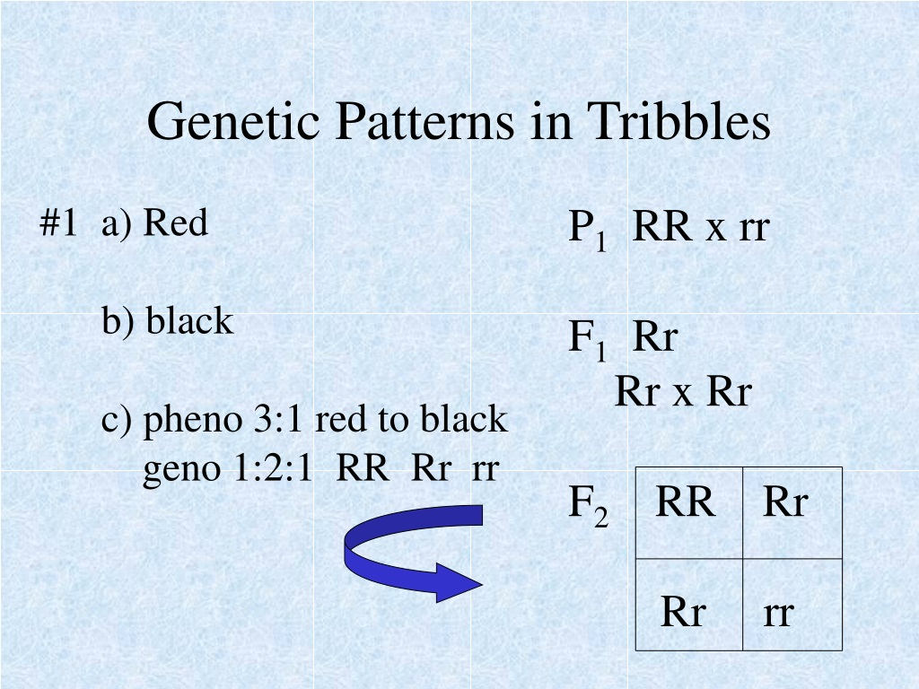 PPT Genetic Patterns In Tribbles PowerPoint Presentation Free 
