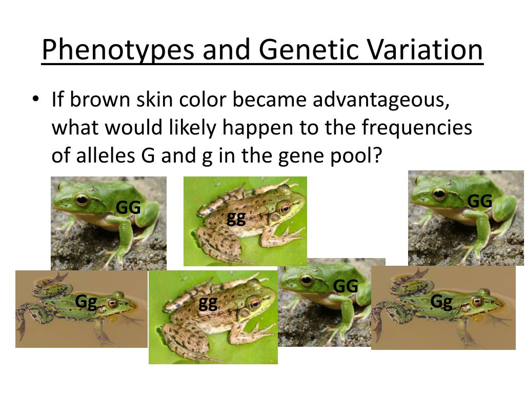 PPT Genetic Variation Within Populations PowerPoint Presentation 