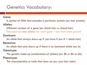 PPT Genetics Vocabulary PowerPoint Presentation Free Download ID