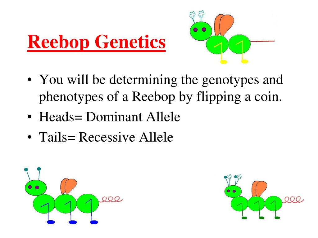 PPT Reebop Genetics Deciphering Alleles And Traits With A Coin Flip 