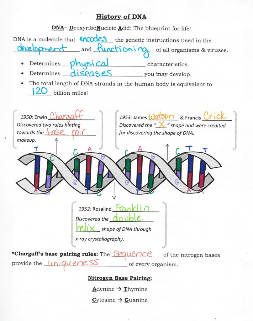 Practice Dna Structure And Replication Worksheet Answers Printable 