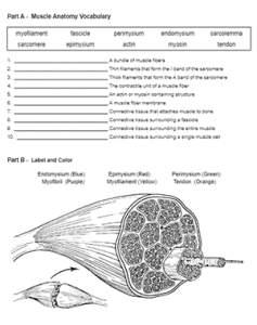 Practice Muscle Anatomy Vocabulary And Color A Muscle Worksheets Library