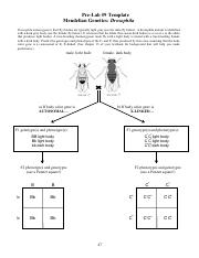 Prelab 9 1 pdf Pre Lab 9 Template Mendelian Genetics Drosophila 