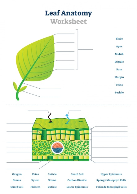 Premium Vector Leaf Anatomy Worksheet Illustration