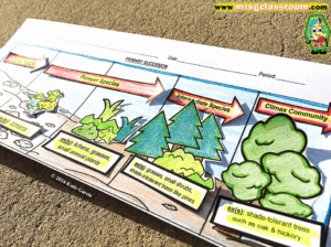 Primary And Secondary Succession Worksheet