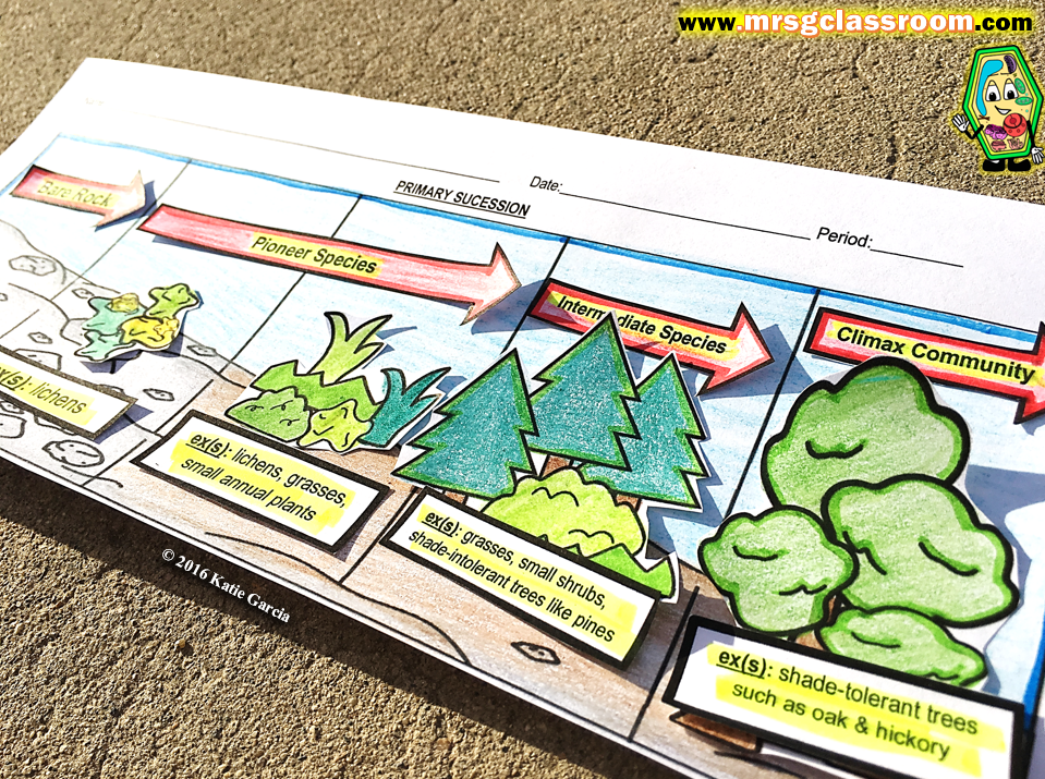 Primary And Secondary Succession Worksheet