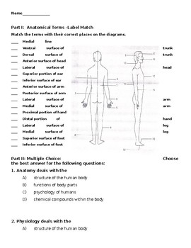 Printable Anatomical Terminology Worksheet