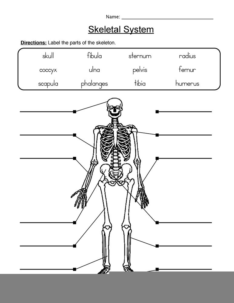 Printable Anatomy Labeling Worksheets Printable Worksheets