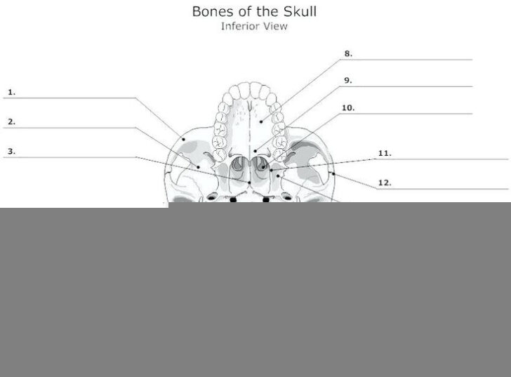 Printable Anatomy Labeling Worksheets Skull Bones Coloring With Answers 