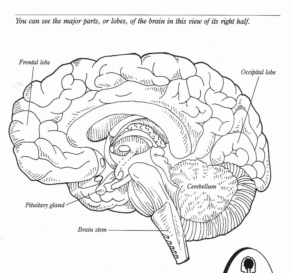 Printable Brain Anatomy Coloring Pages