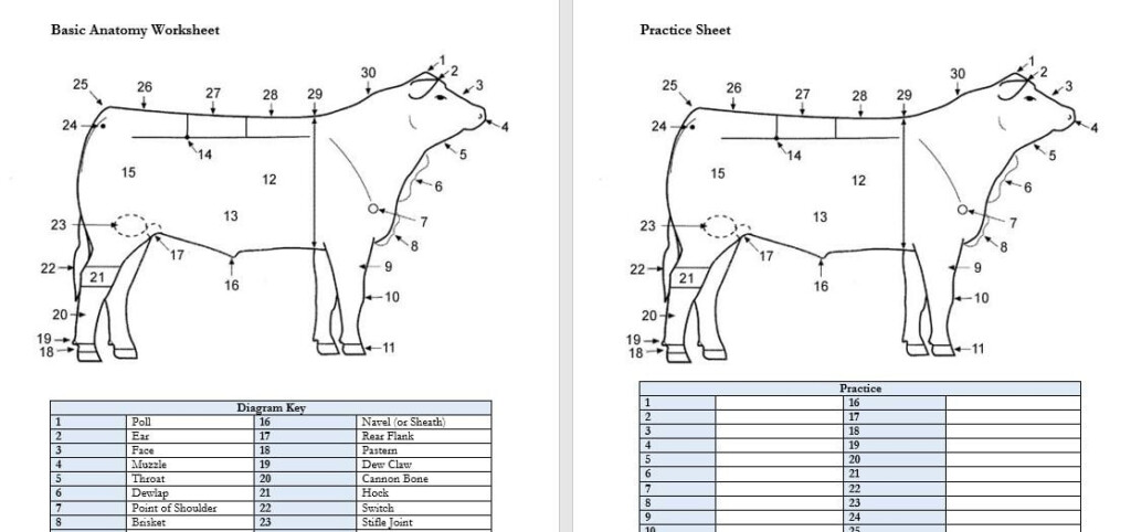 PRINTABLE Cattle External Anatomy Worksheet Etsy Australia
