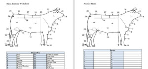 PRINTABLE Cattle External Anatomy Worksheet Etsy Australia