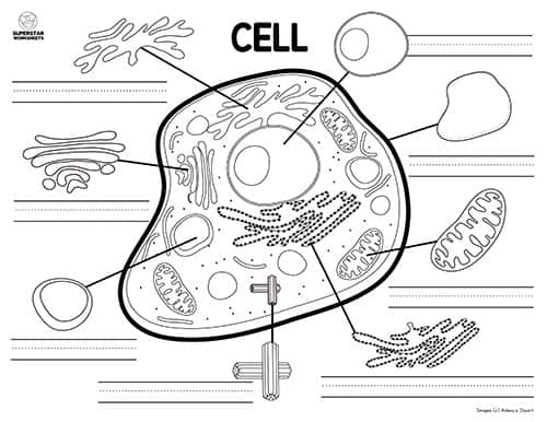 Printable Cell Diagram Worksheets